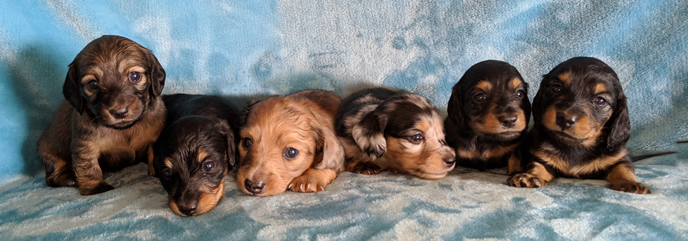 vom treuen wachter long haired mini dachshunds